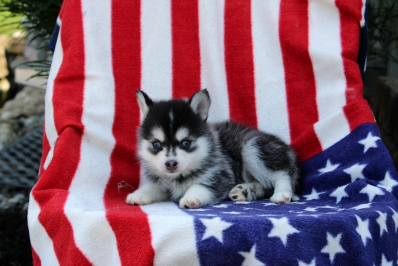 puppy, for, sale, Pomsky, Matthew B. Stoltzfus, dog, breeder, Gap, PA, dog-breeder, puppy-for-sale, forsale, nearby, find, puppyfind, locator, puppylocator, aca